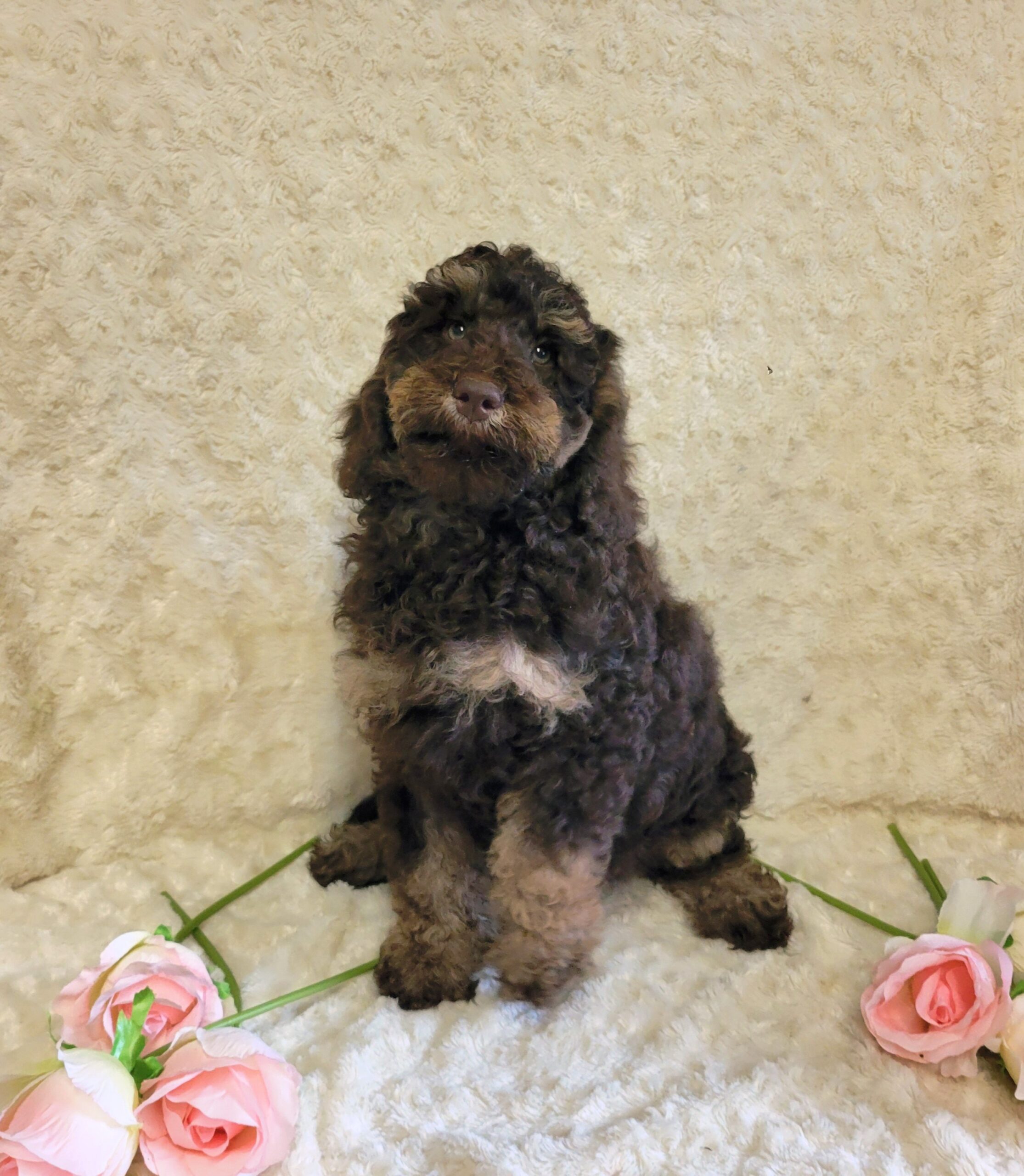 子犬情報＆縁組みしたALの紹介 - Kiwi Pride Japan｜オーストラリアン