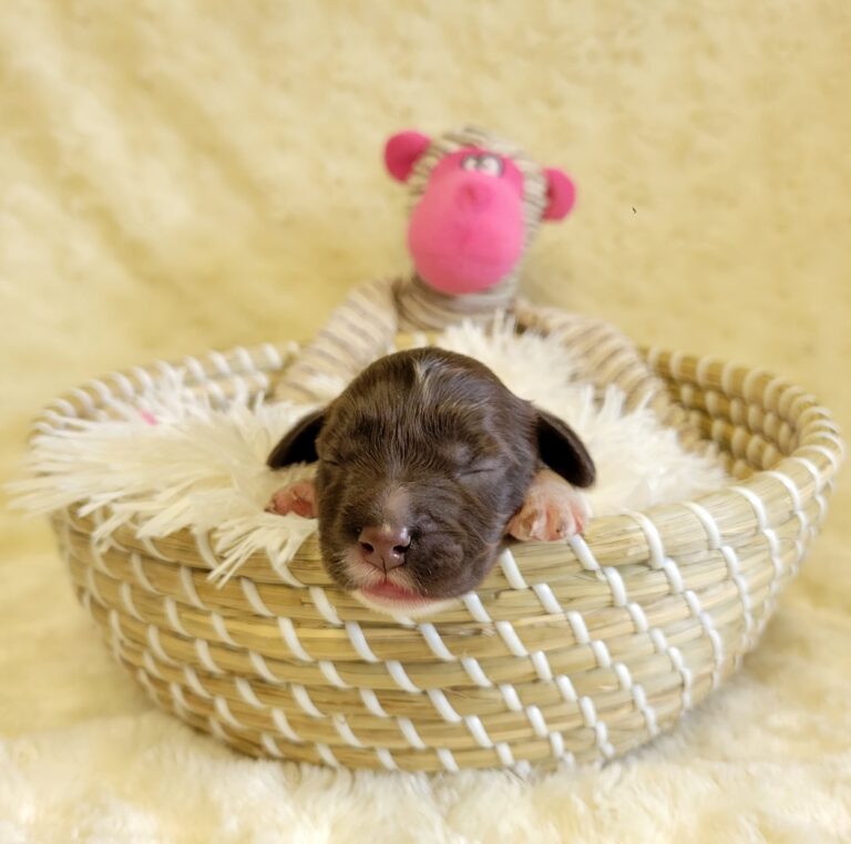 Kiwi Pride Japan｜オーストラリアン・ラブラドゥードルとの縁組み