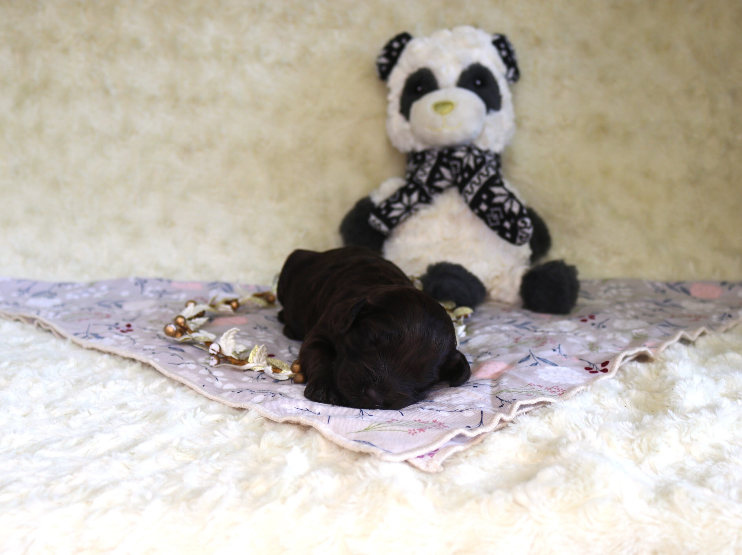 子犬情報＆縁組させていただいたALの紹介 - Kiwi Pride Japan