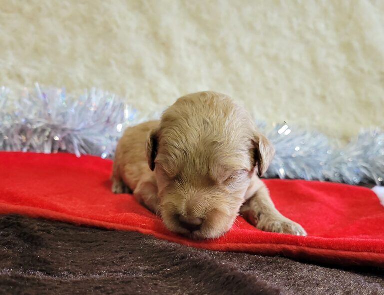 子犬情報｜Kiwi Pride Japan｜オーストラリアン・ラブラドゥードルとの