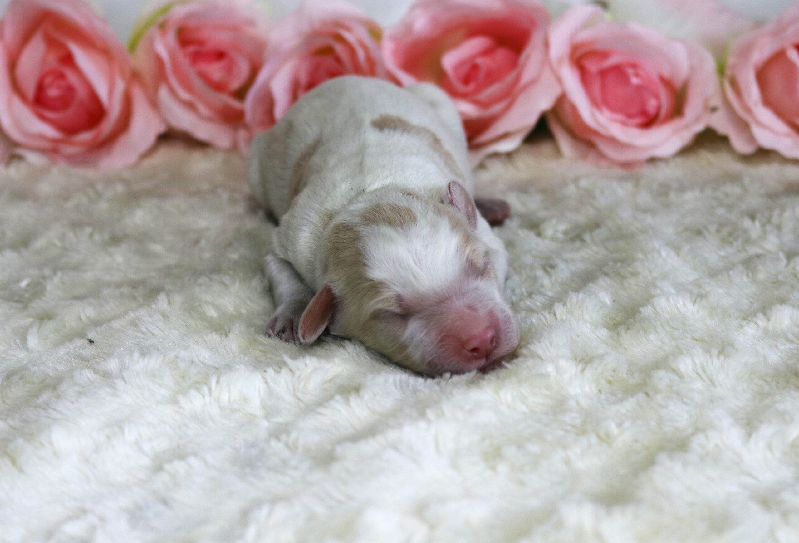 子犬情報＆縁組させていただいたALの紹介 - Kiwi Pride Japan