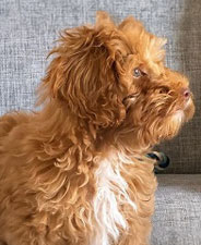 カラー：アプリコット