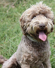 カラー：カフェ