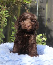 カラー：チョコレート