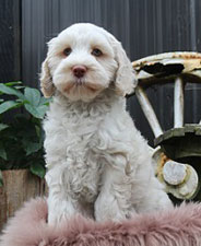 カラー：アイスキャラメル