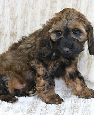 カラー：マルチパターン