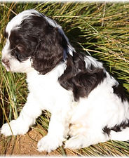 カラー：パーティ