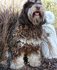 カラー：ファントム