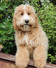 カラー：タキシード-ホワイトマーキング