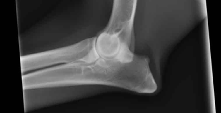 ラブラドゥードルの肘関節スコア