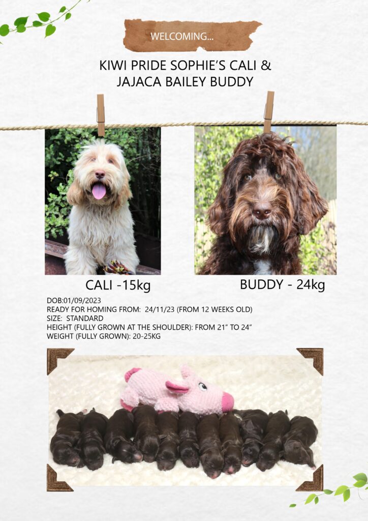 オーストラリアンラブラドゥードルELIS