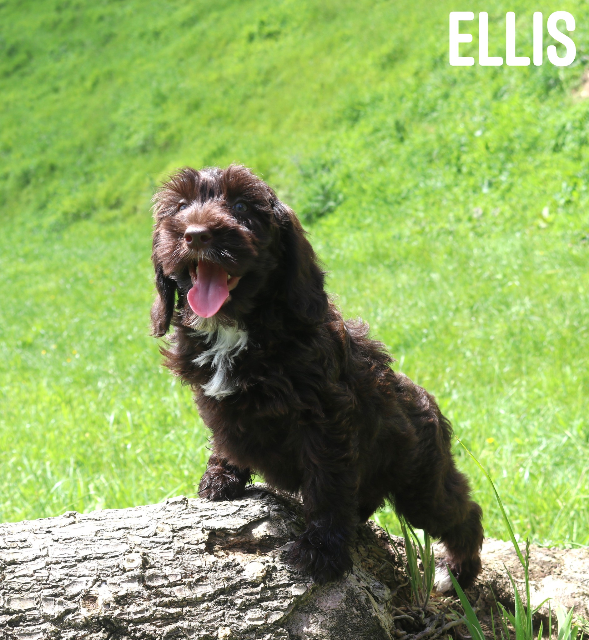 オーストラリアンラブラドゥードルELIS