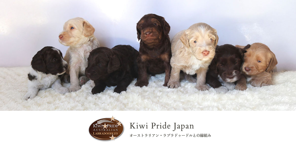 Kiwi Pride Japan｜オーストラリアン・ラブラドゥードルとの縁組み