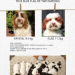 オーストラリアンラブラドゥードルのKRYSTALとFLAGの子犬達