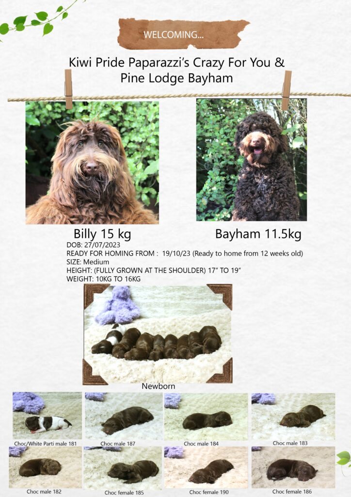 Billy×Bayhamのオーストラリアンラブラドゥードルの子犬出産情報