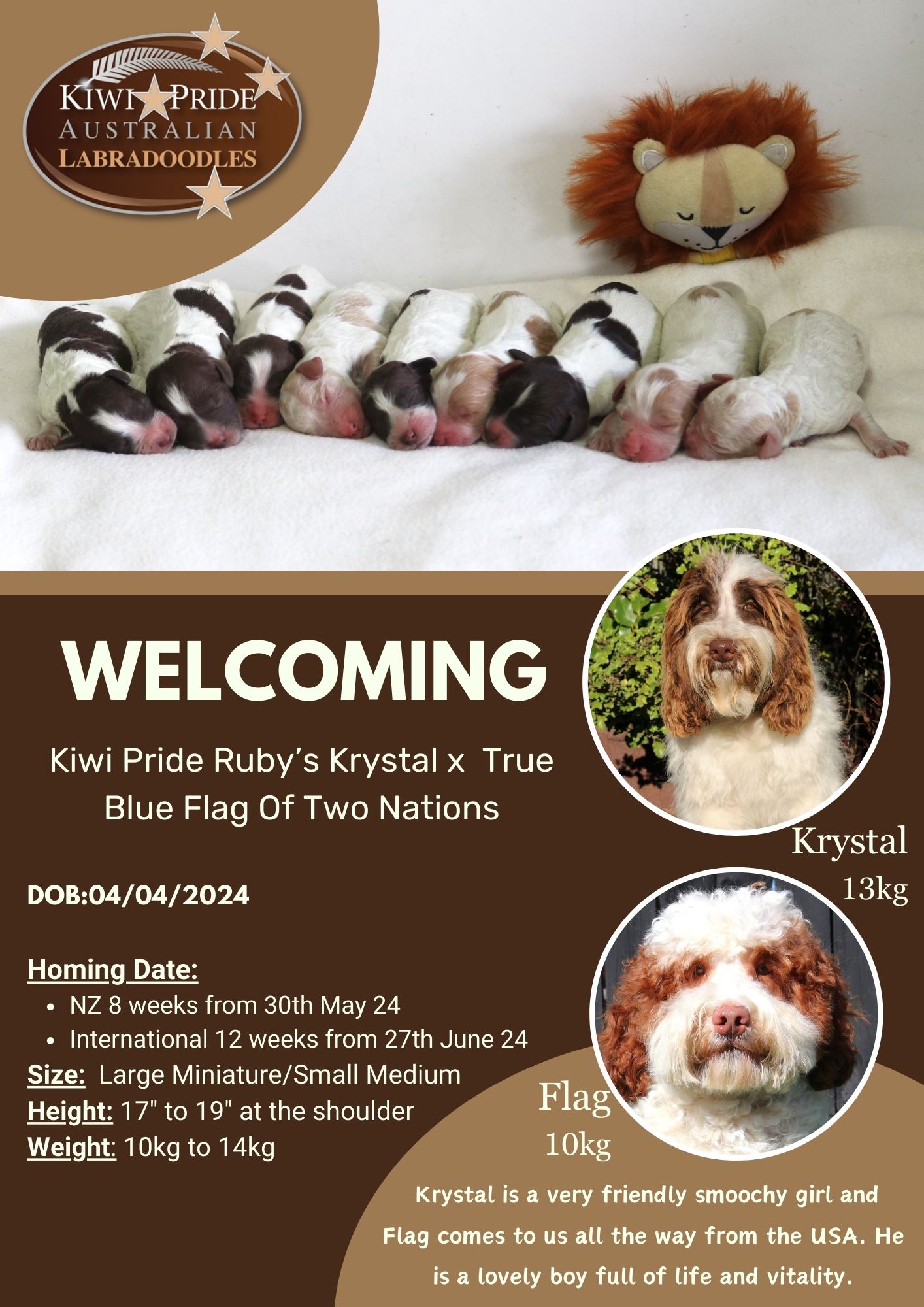 Krystal × Flag スモールミディアムサイズの2週齢の写真が届きました。 - Kiwi Pride Japan