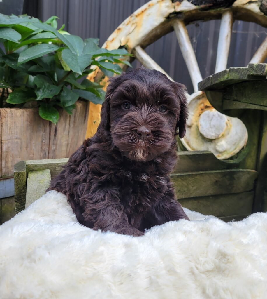 ♥Fumi♥オーストラリアンラブラドール♥トイプードル♥ガーデンピック犬♥ ふわもこモールで作ってみました😆 トイプーちゃんのガーデン